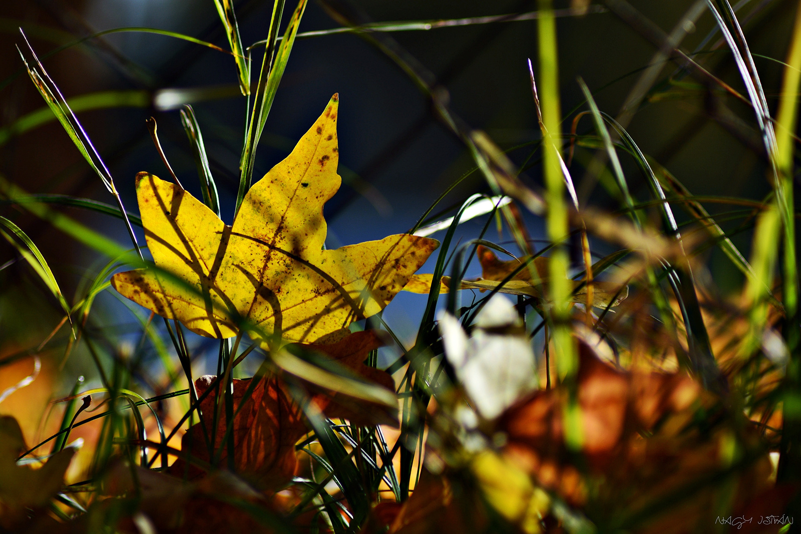 Autumn Leaves 0066