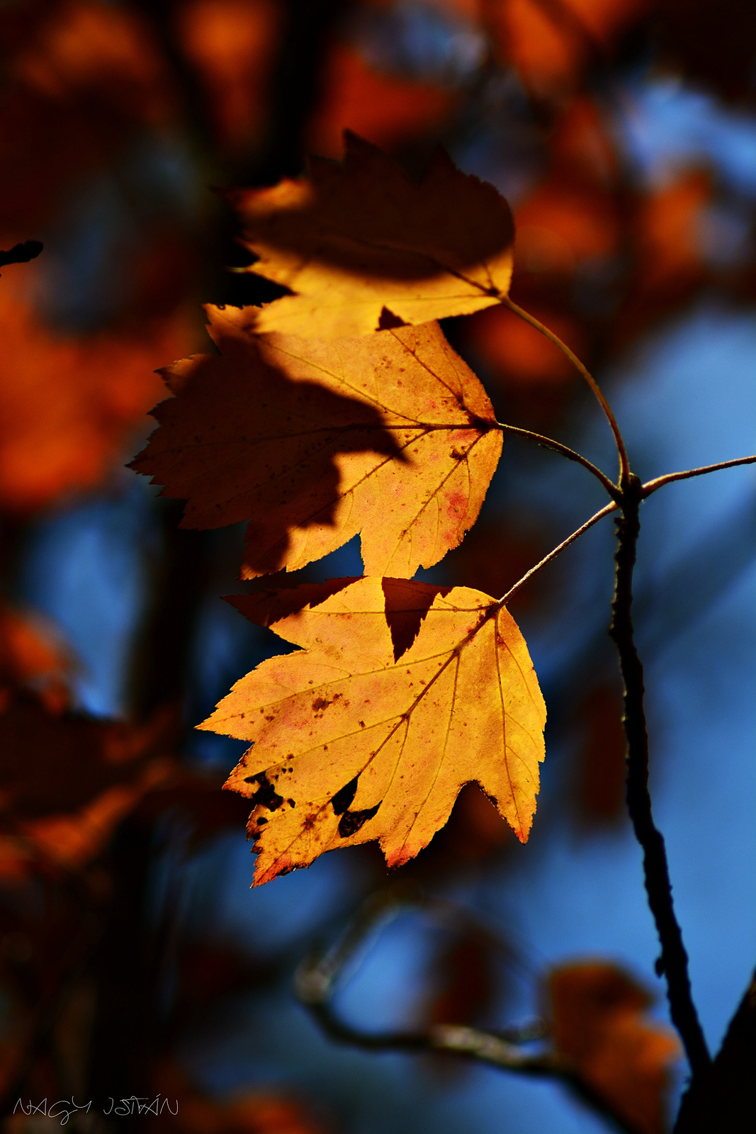 Autumn Leaves 0056