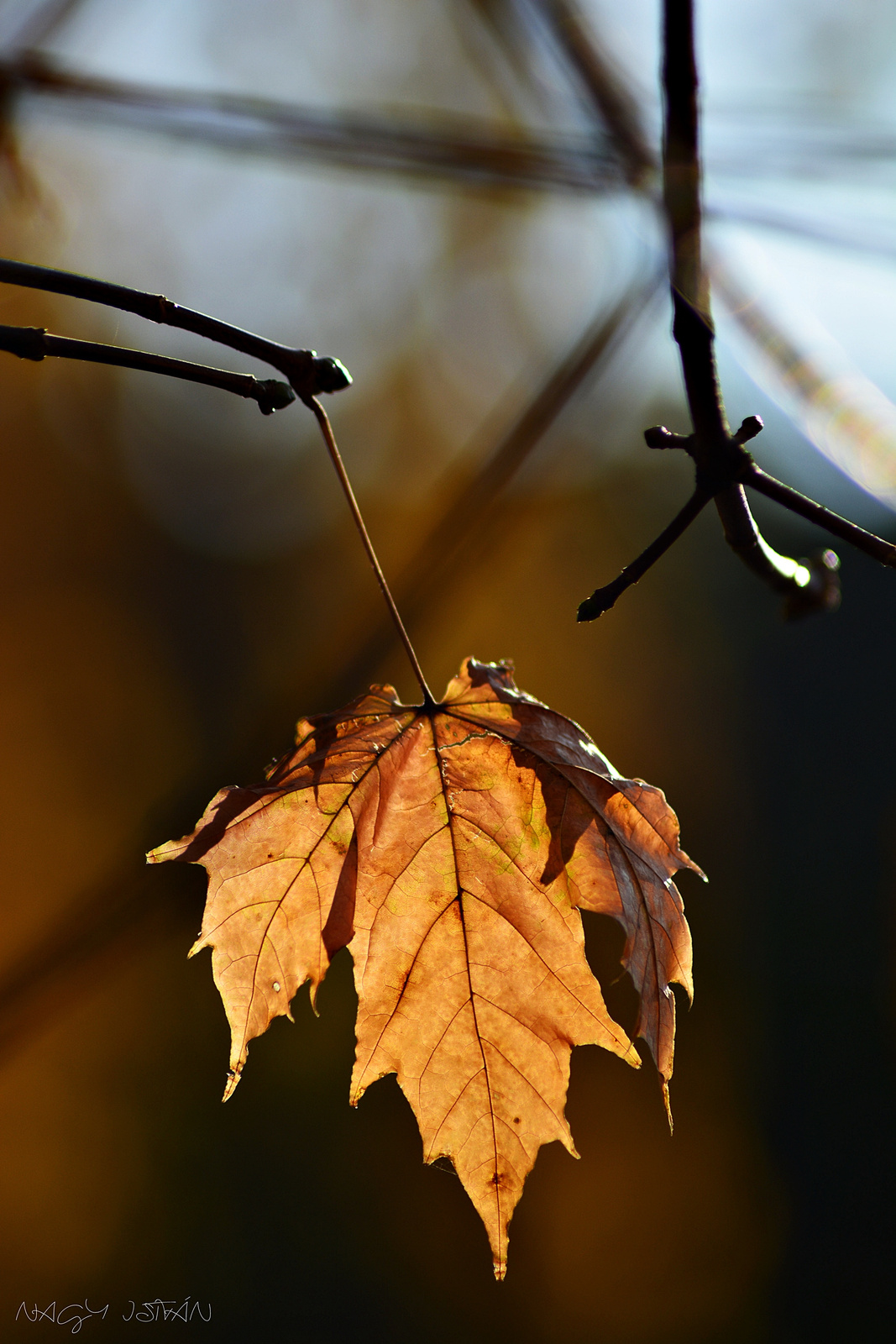 Autumn Leaf 0017