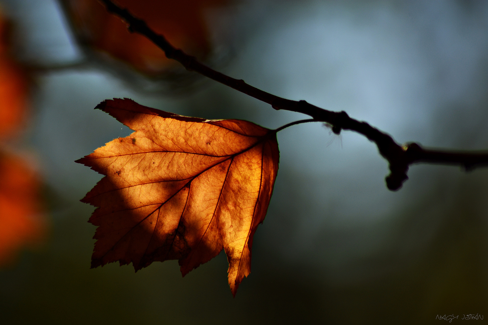 Autumn Leaf 0040