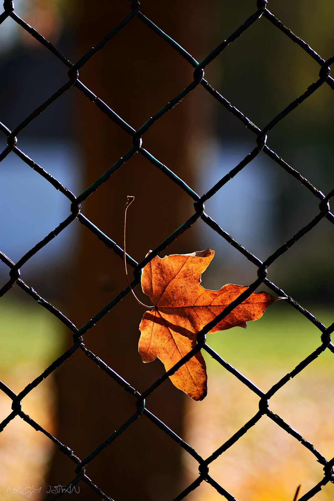 Autumn leaf 0064