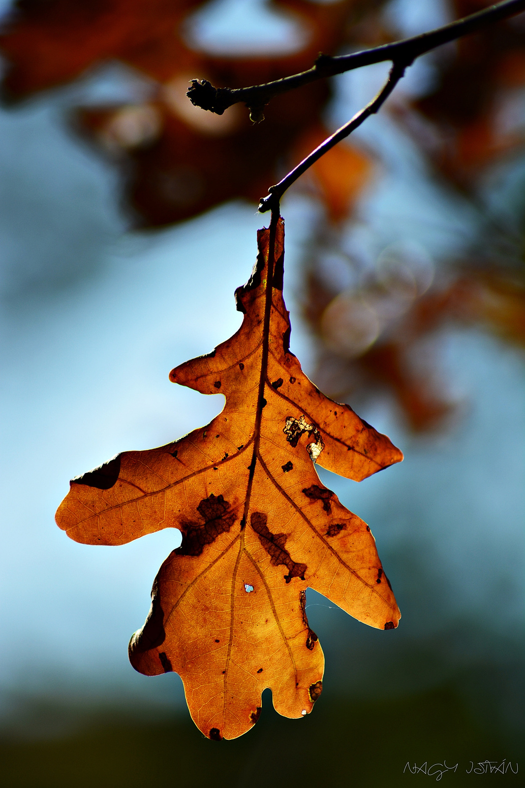 Autumn leaf 0075