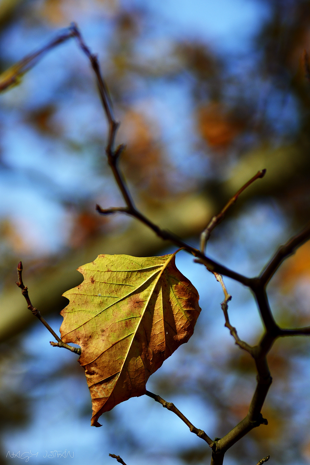 Autumn leaf 0120