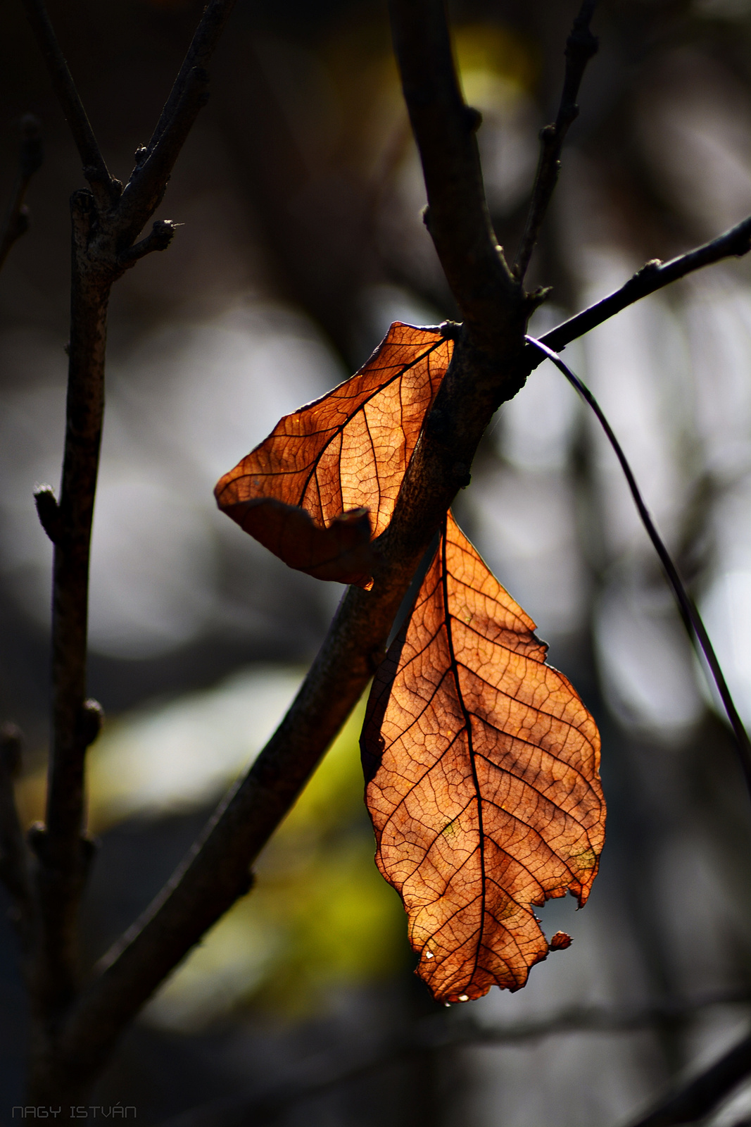 Autumn leaves 0012