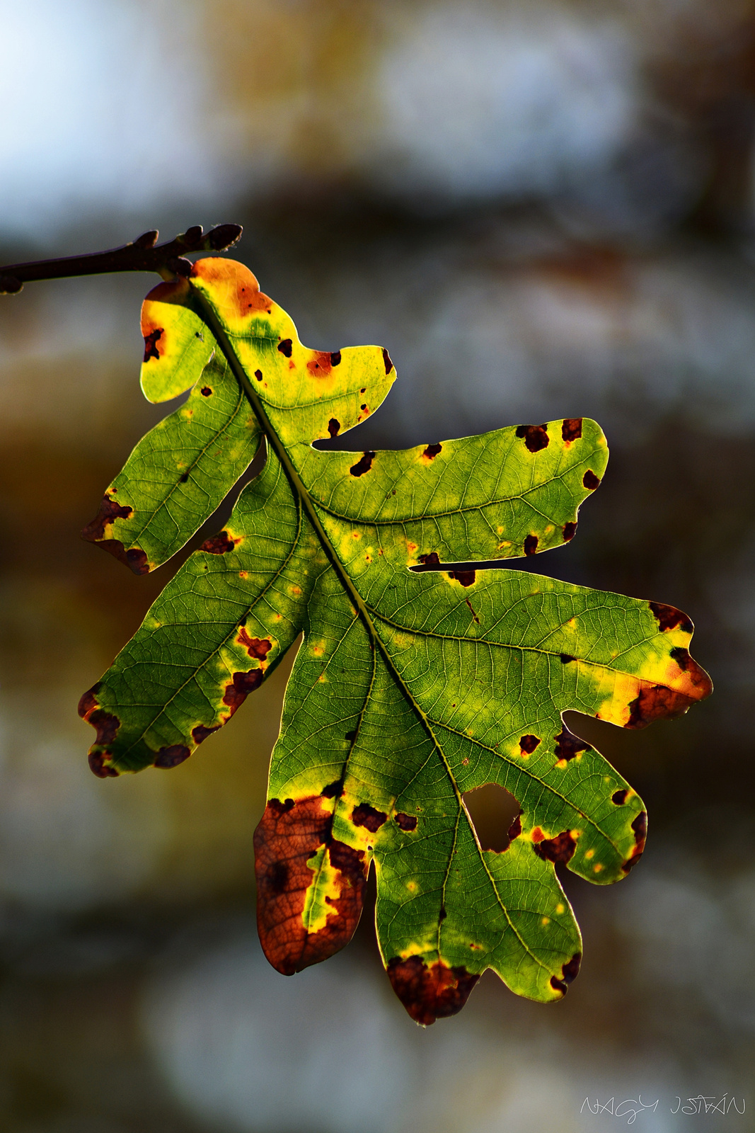 Autumn leaf 0203