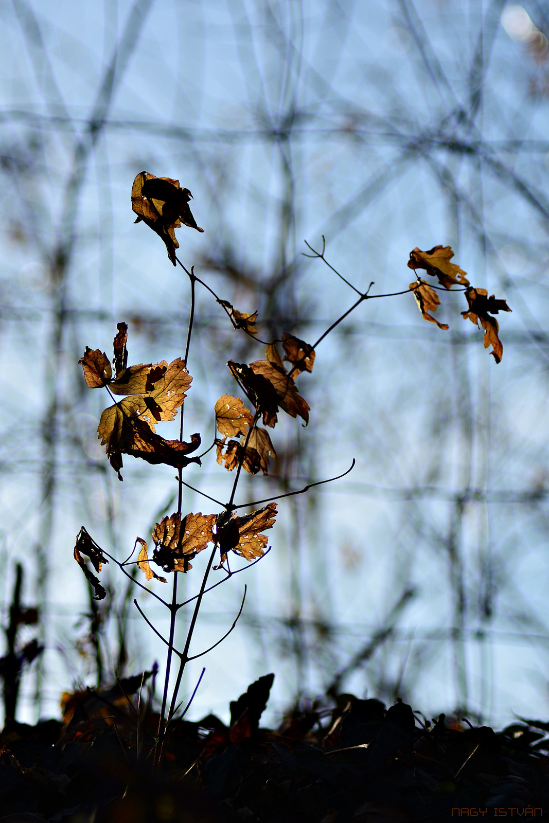 Autumn leaves 0112