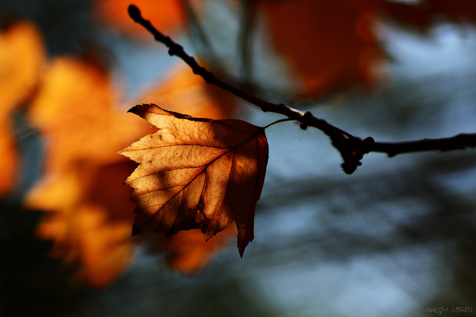 Autumn leaf 0048