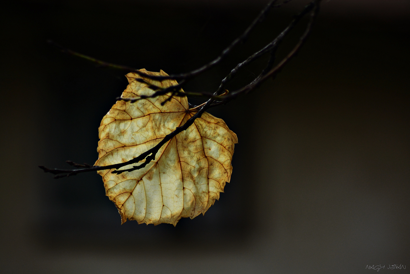 Autumn leaf 0350