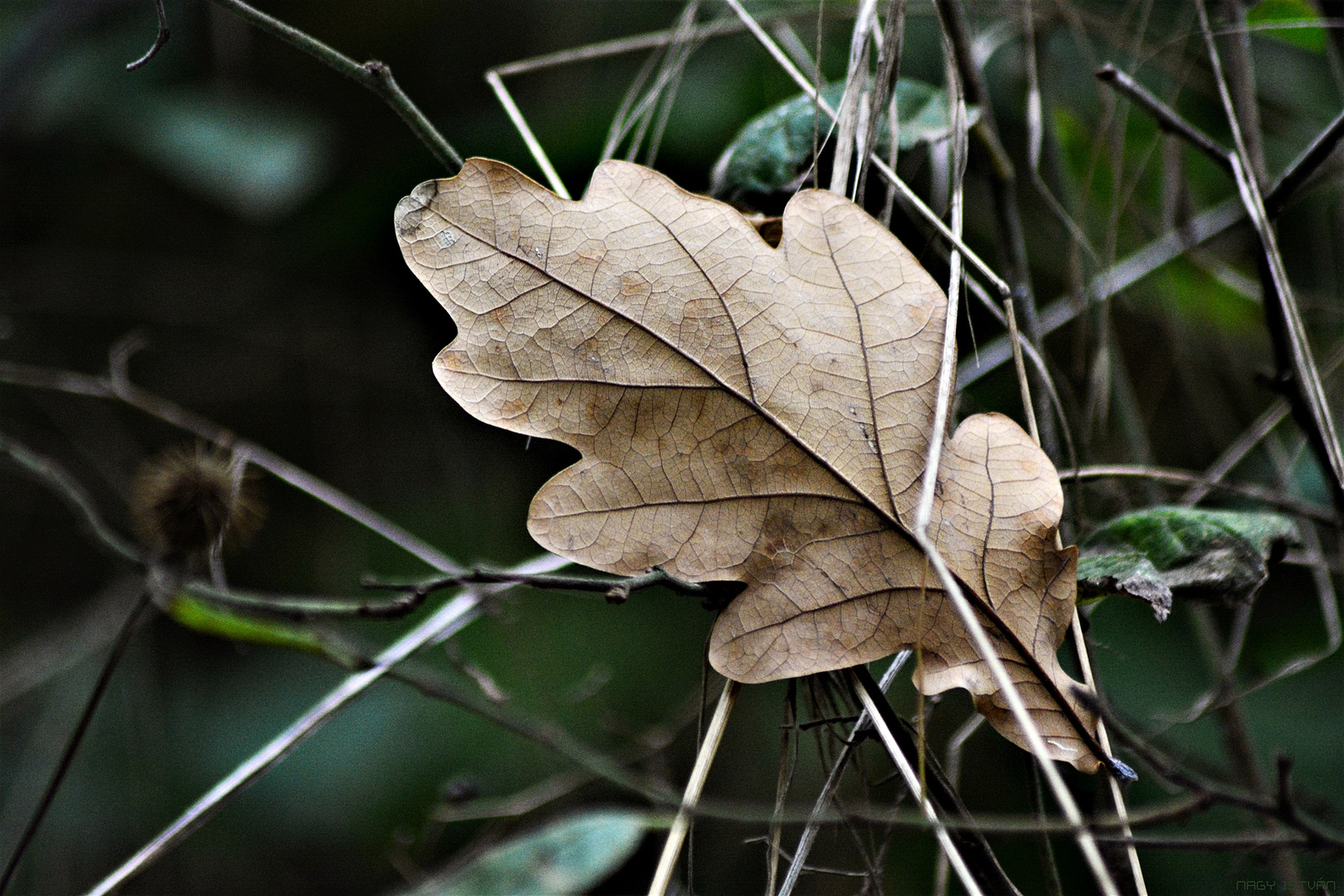Autumn leaf 0066