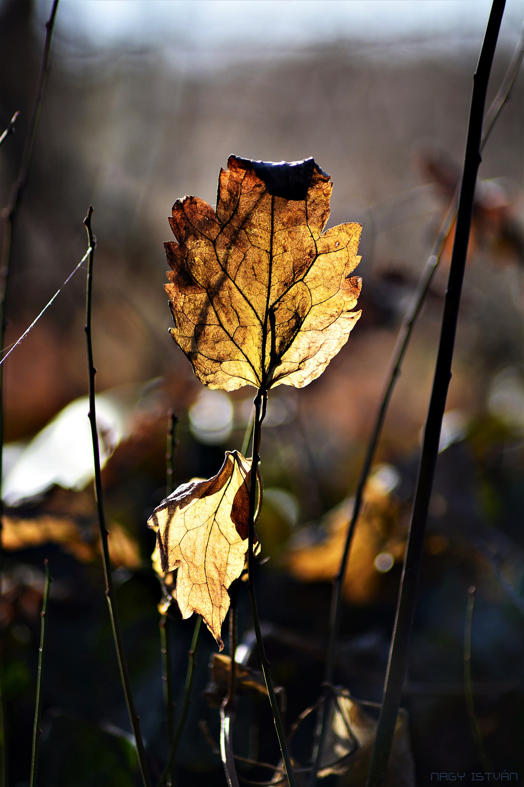 Autumn Leaf 0076