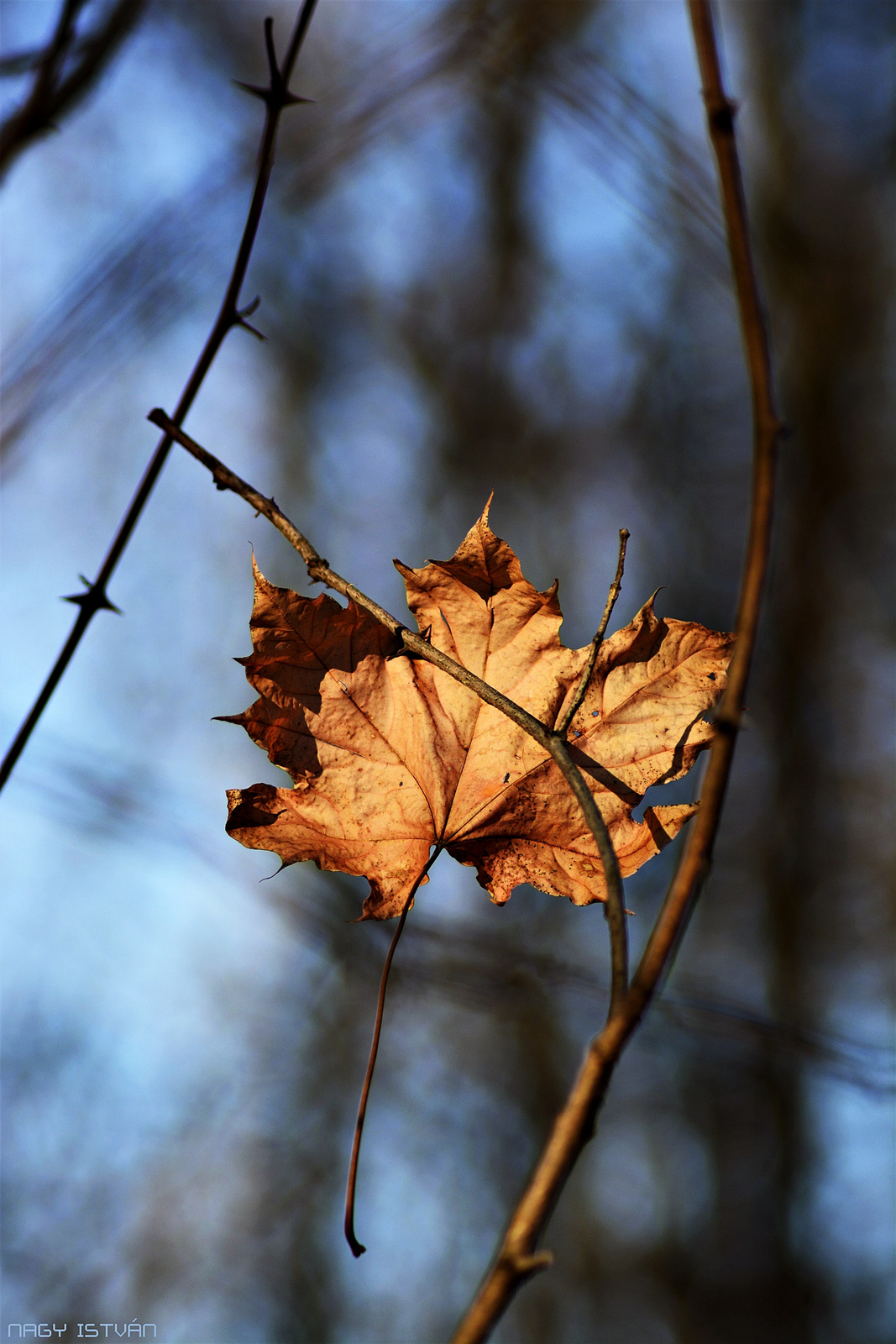 Autumn Leaf 0210