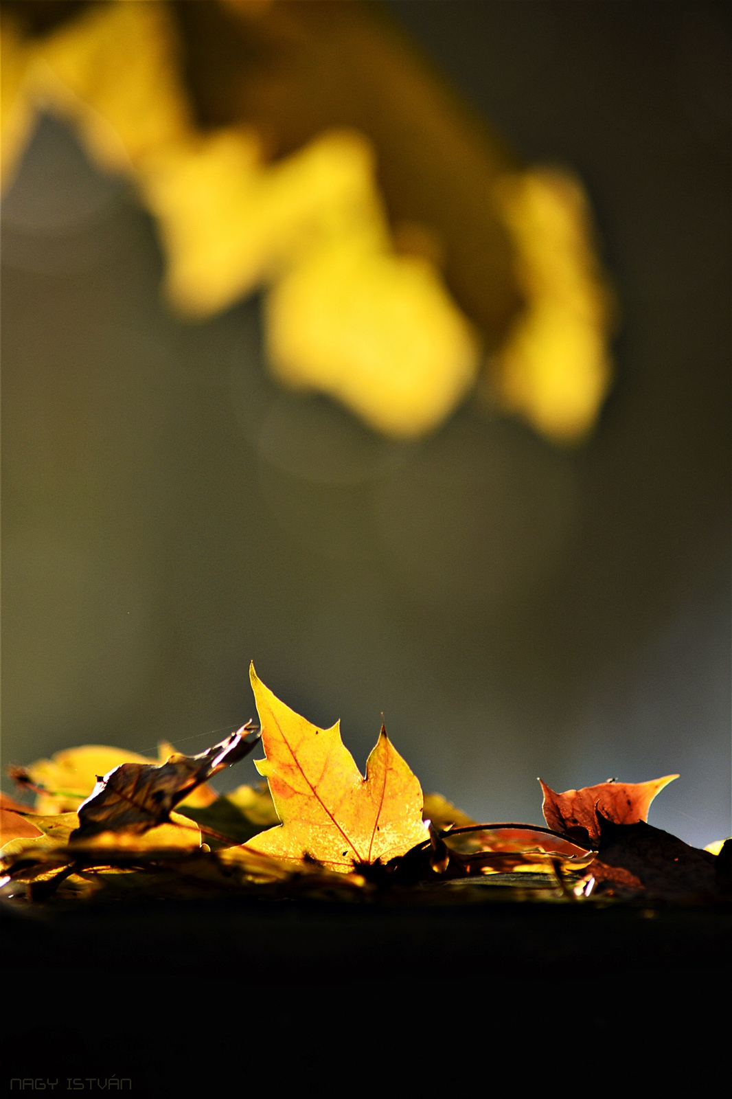 Autumn Leaves 0080