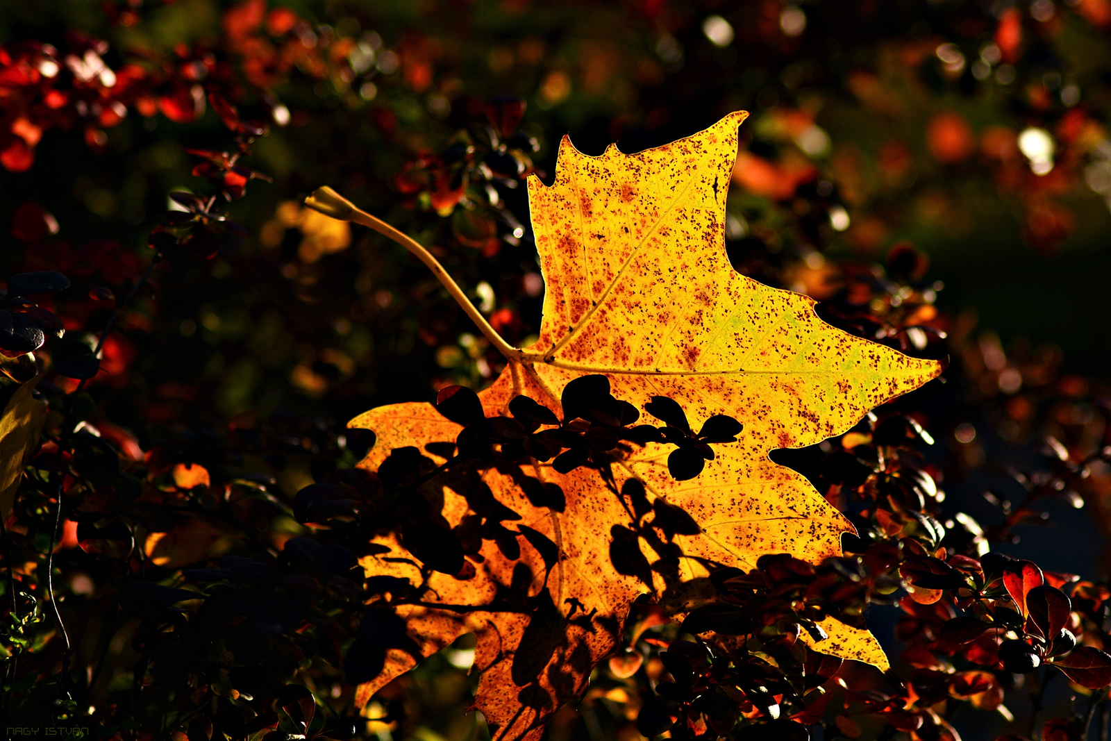 Autumn Leaf 0270