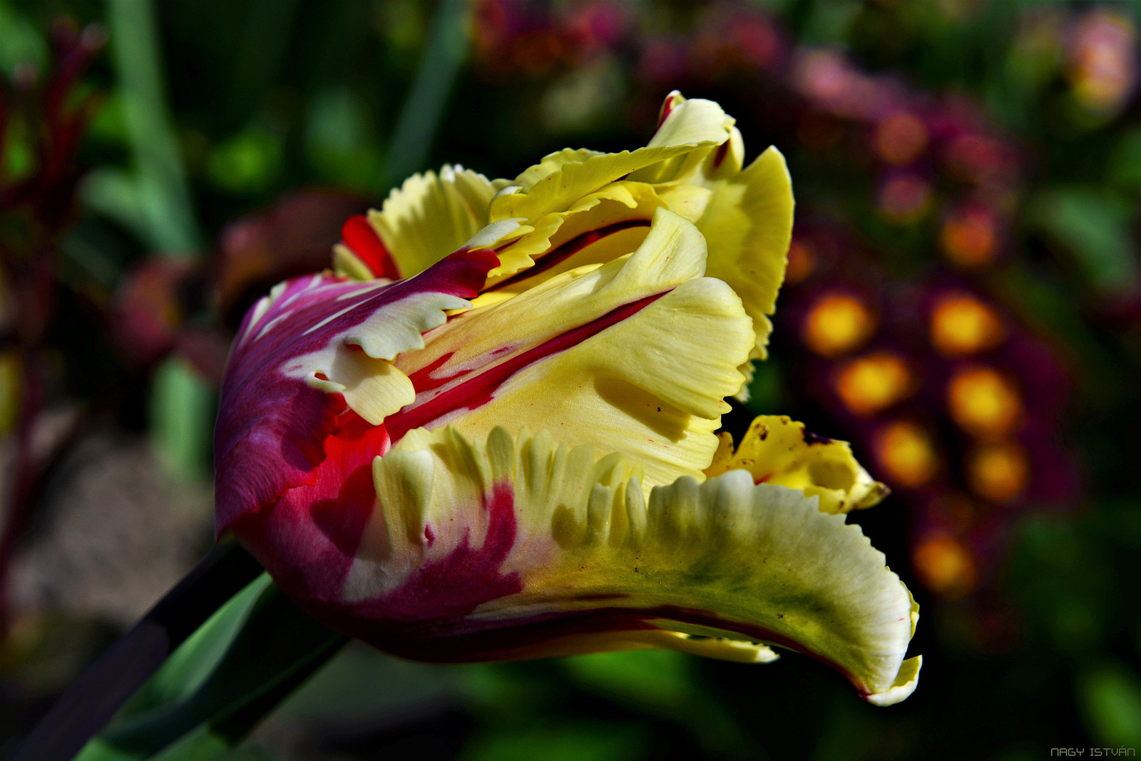 Parrot Tulip