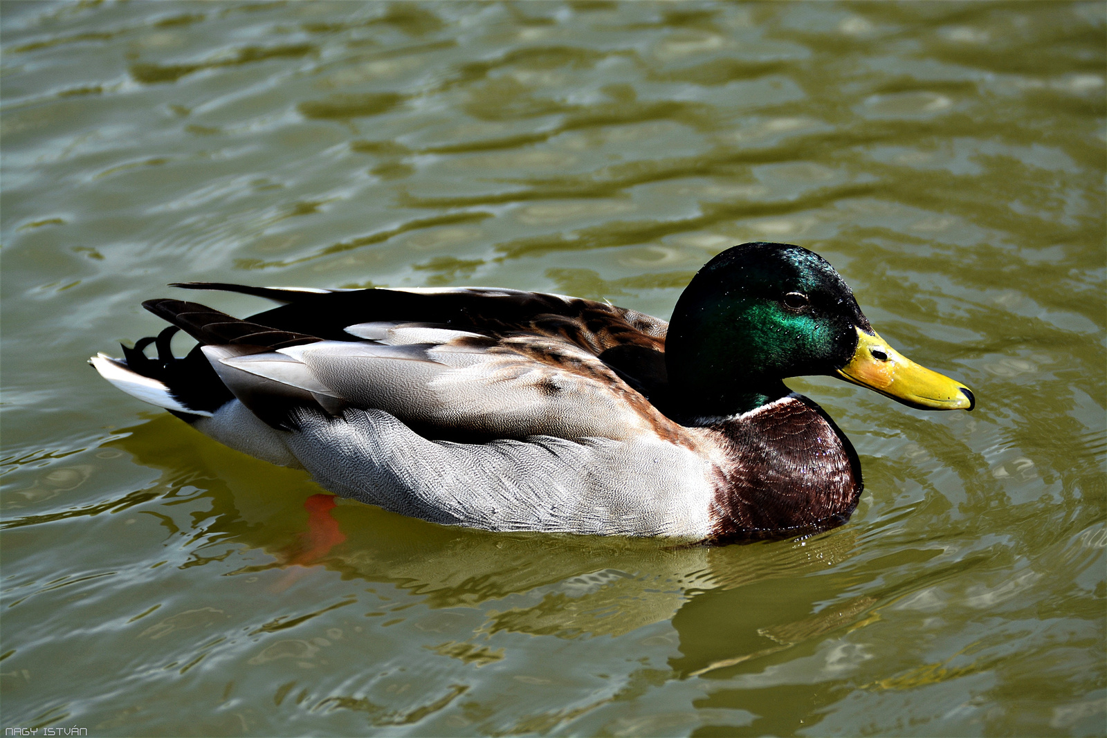 Duck 0049