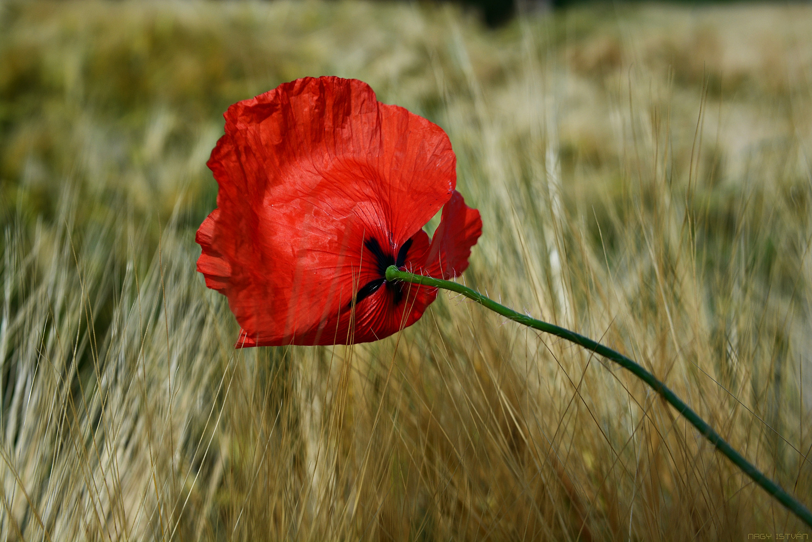 Poppy flower in grain field #7