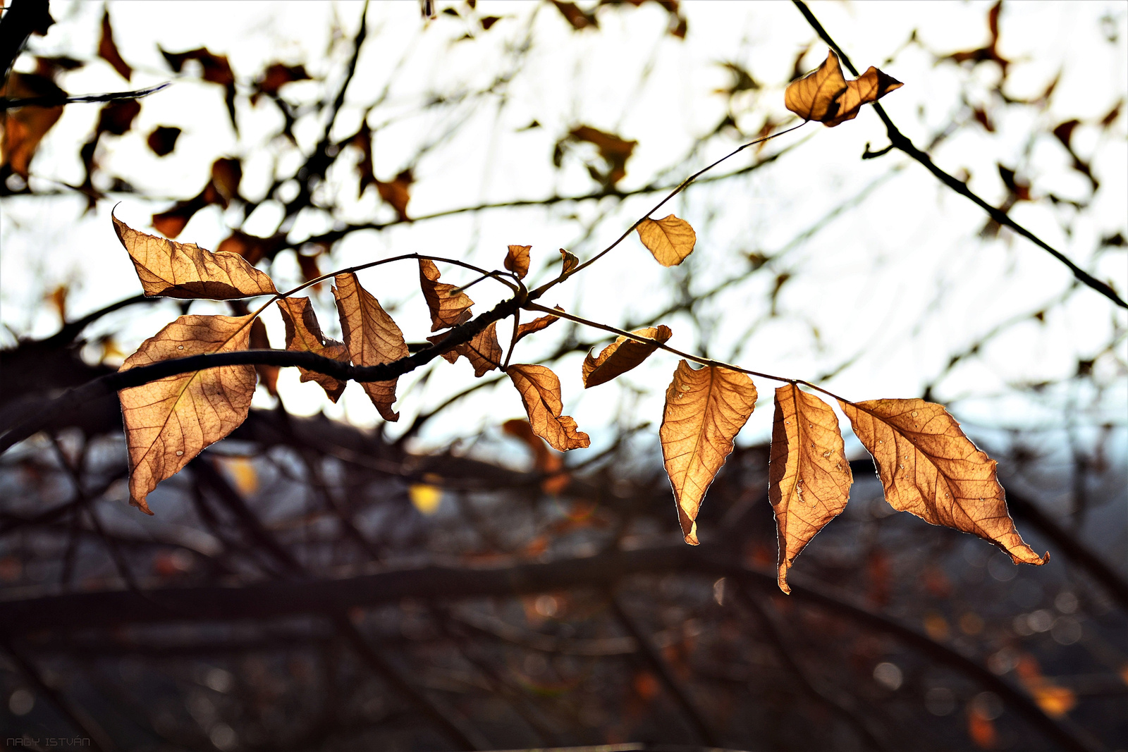 Autumn Leaves Swaying In The Wind