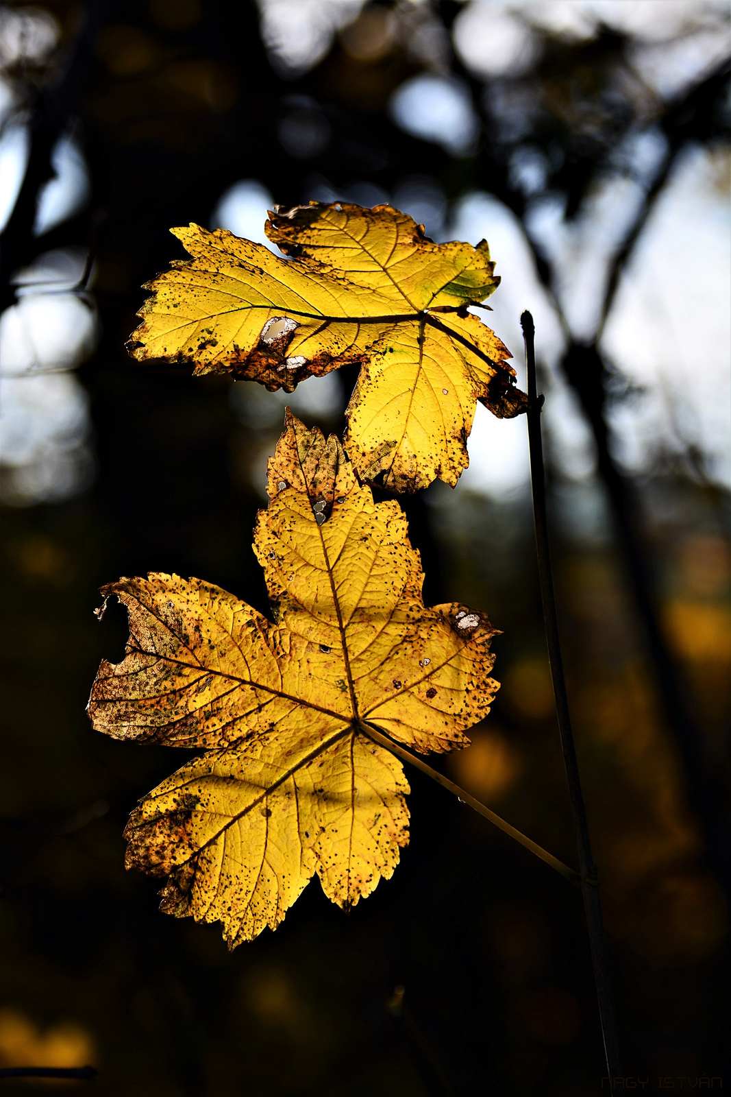 Autumn Duo