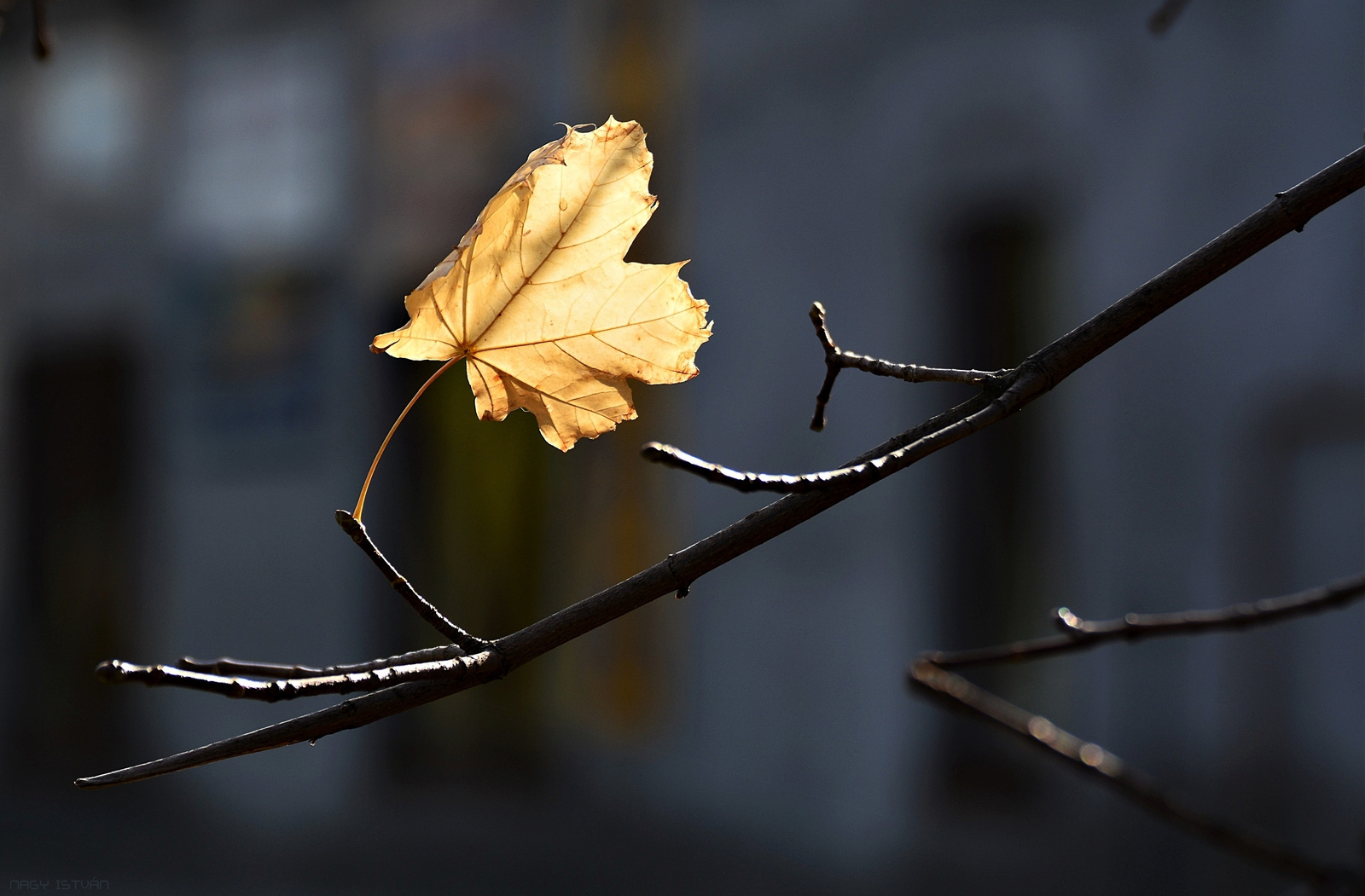 A Single Leaf