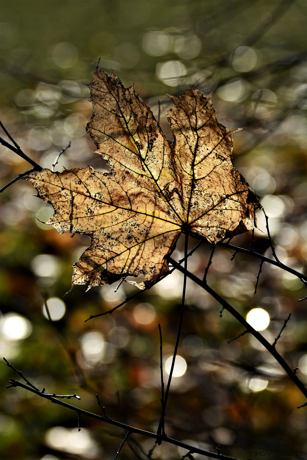 Autumn Beauty