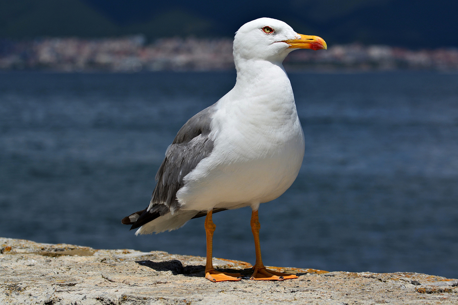 Seagull on the Sunny Beach