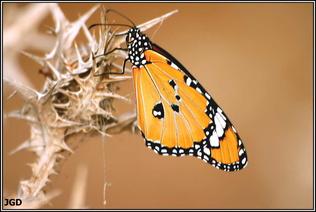 Danaus Chryssipus filtered