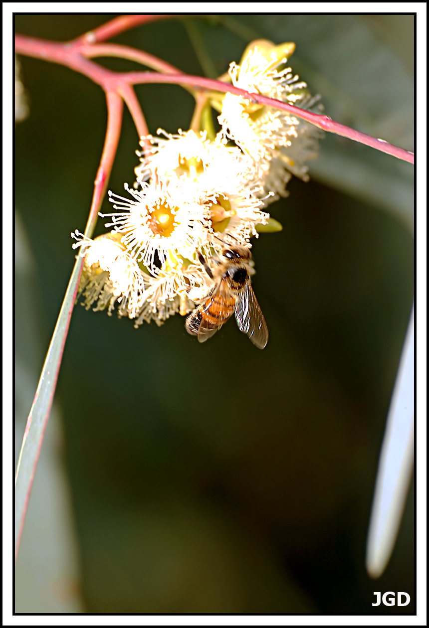 Méhecske az eukaliptusz-virágon 2