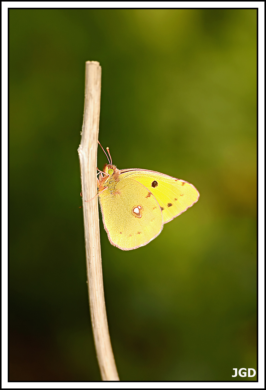 Colias croceus Geoffroy 3