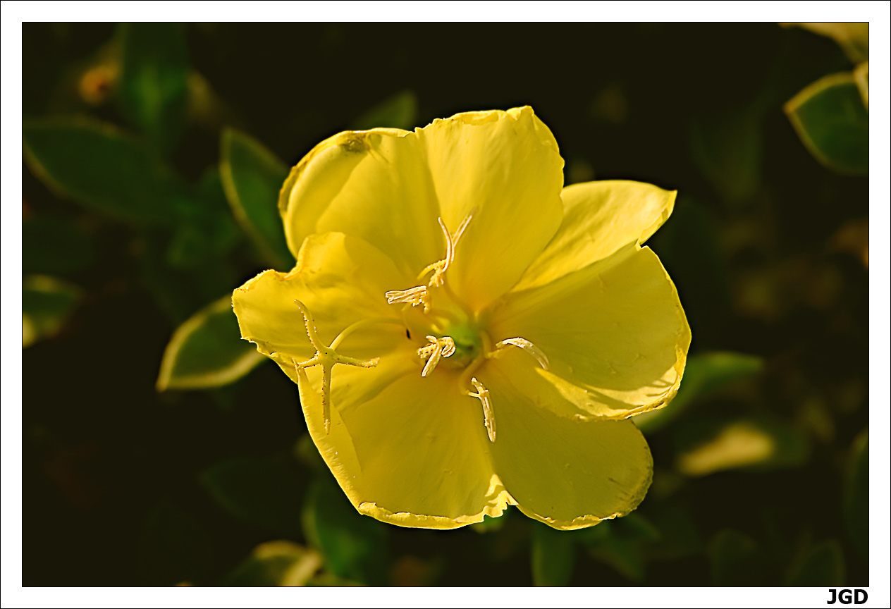 Oenothera drummondii 1