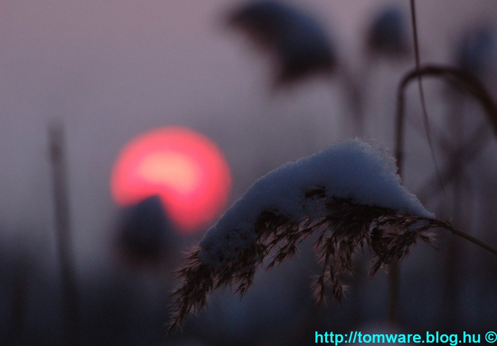 Téli csendélet napnyugtakor (Nikon D50)