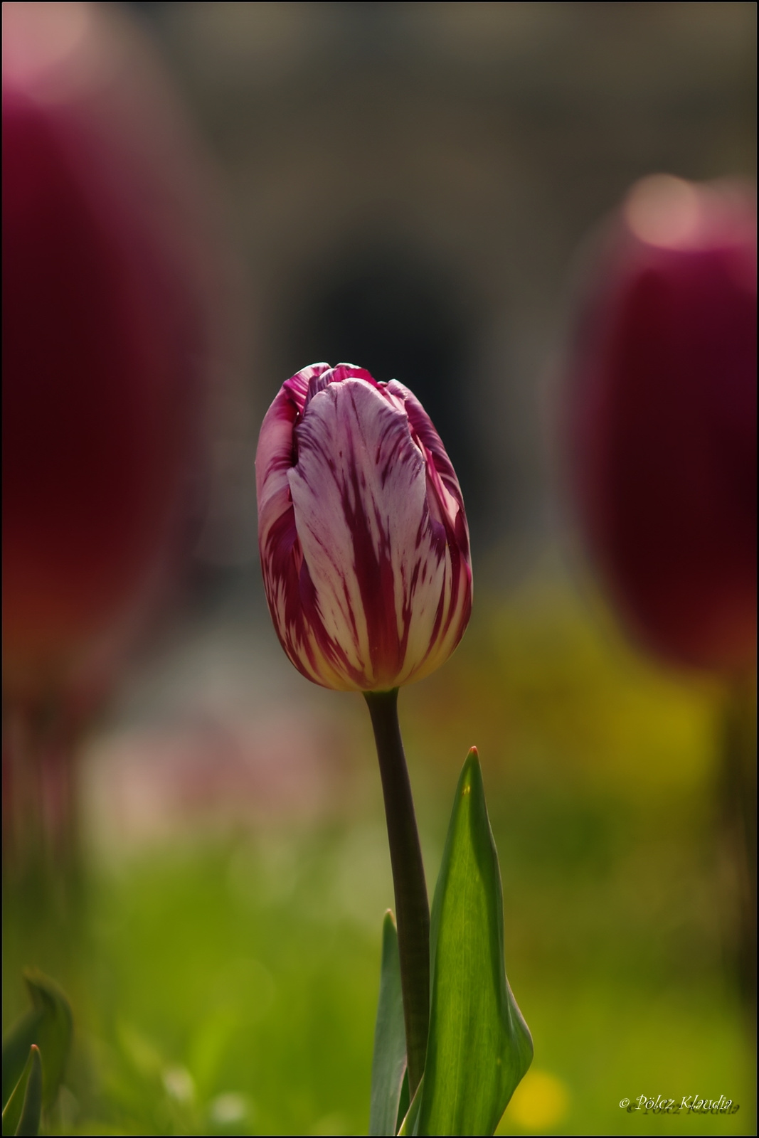 tulip (4)