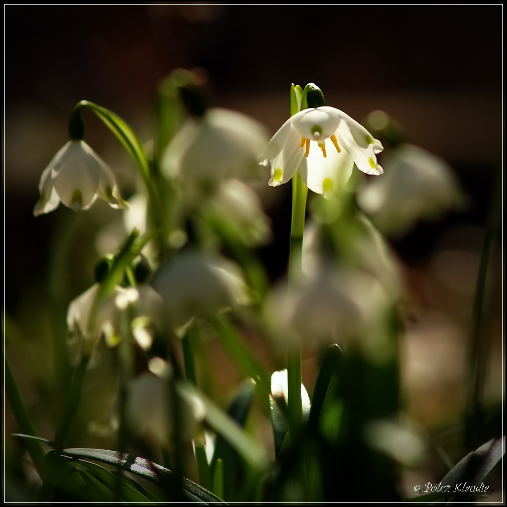 2011.03.15. Tőzike (5)