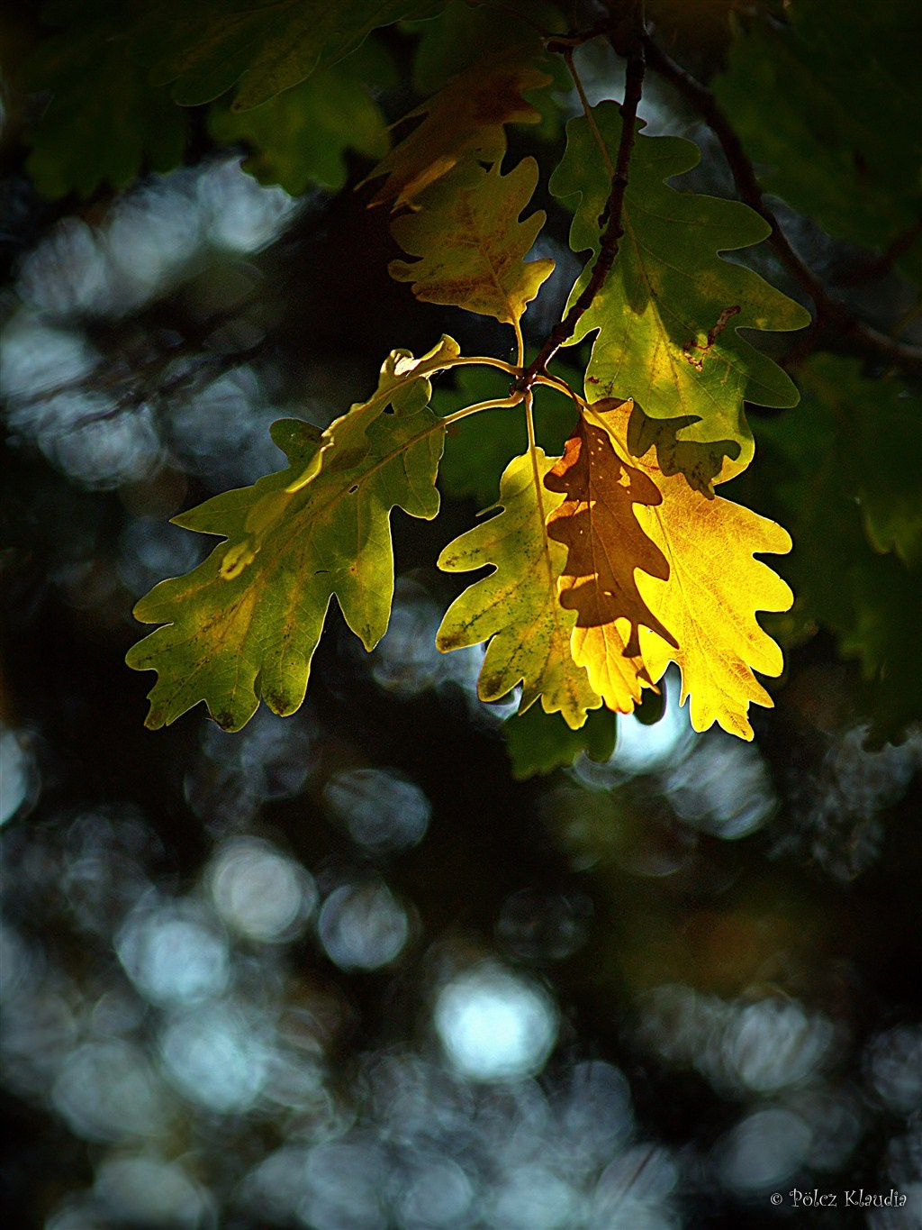 2011.10.21. őszi levelek (7)