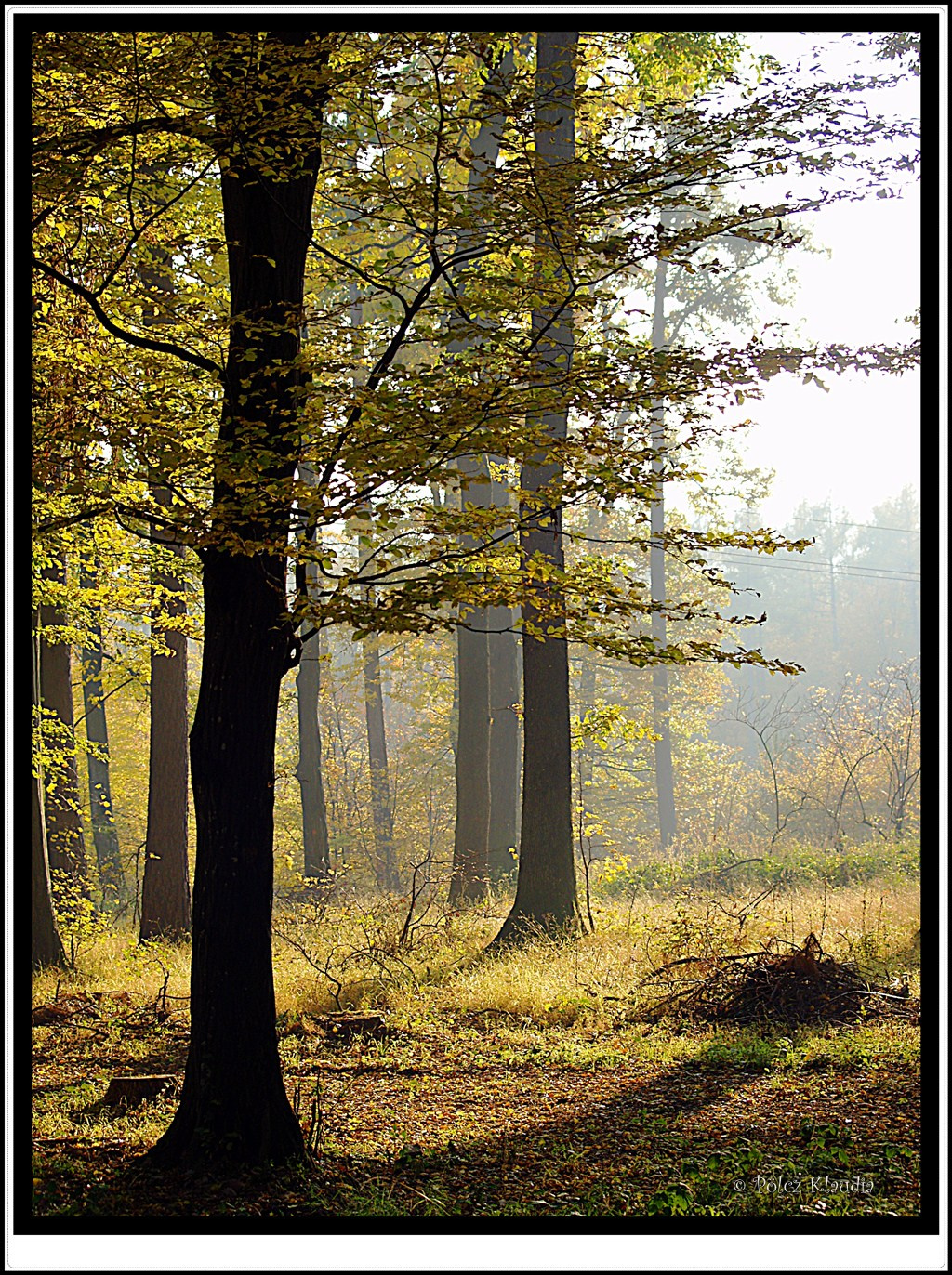 Soproni erdő