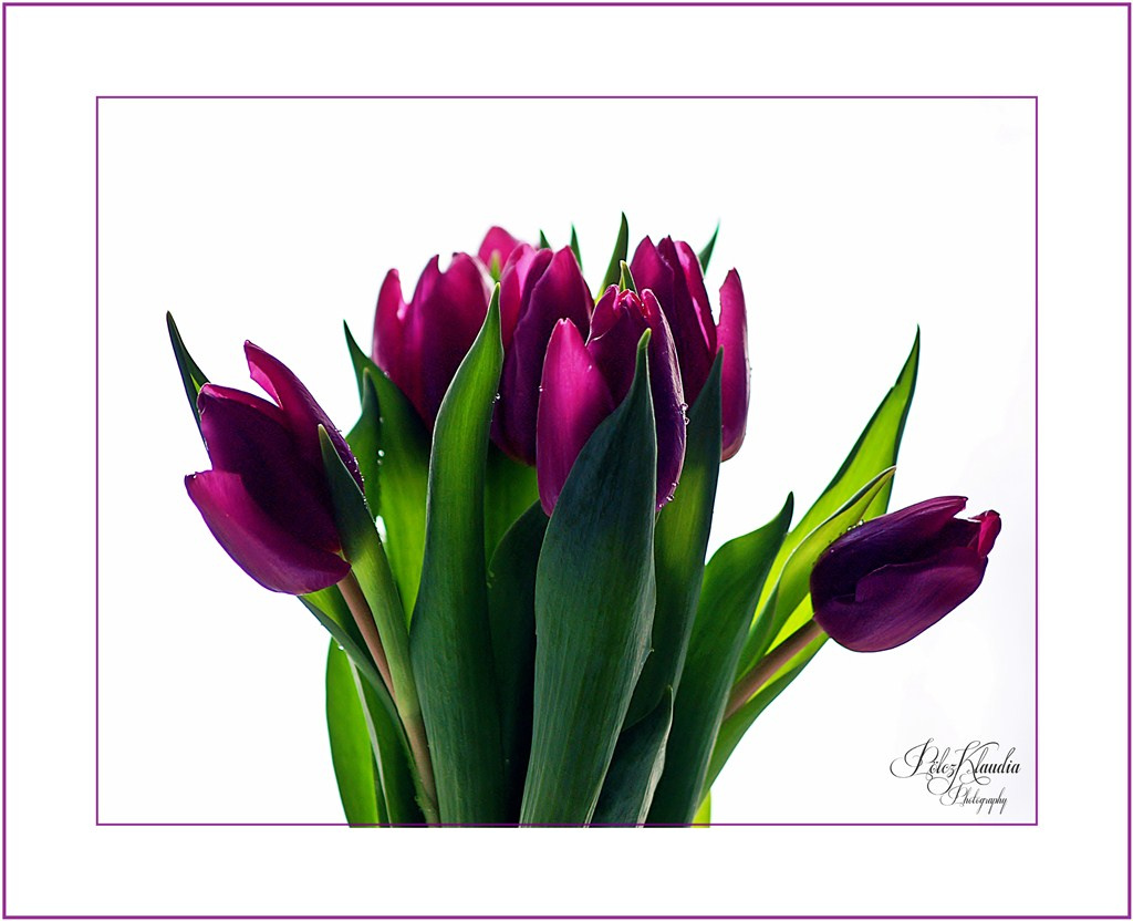 2012.01.07. tulipános (4)