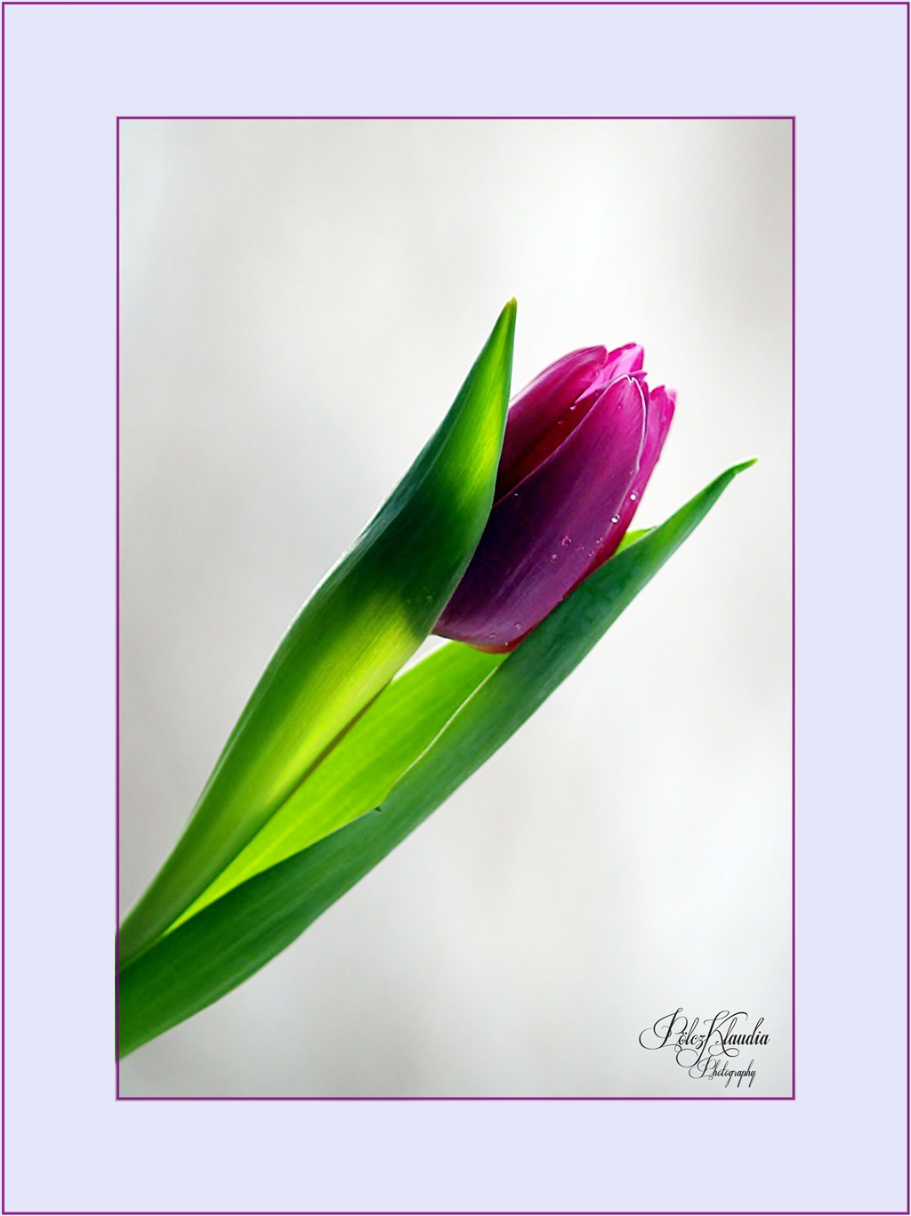 2012.01.07. tulipános (6)