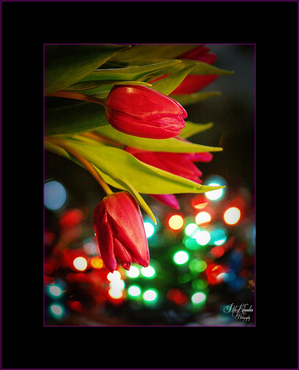 2012.01.07. tulipános (10)