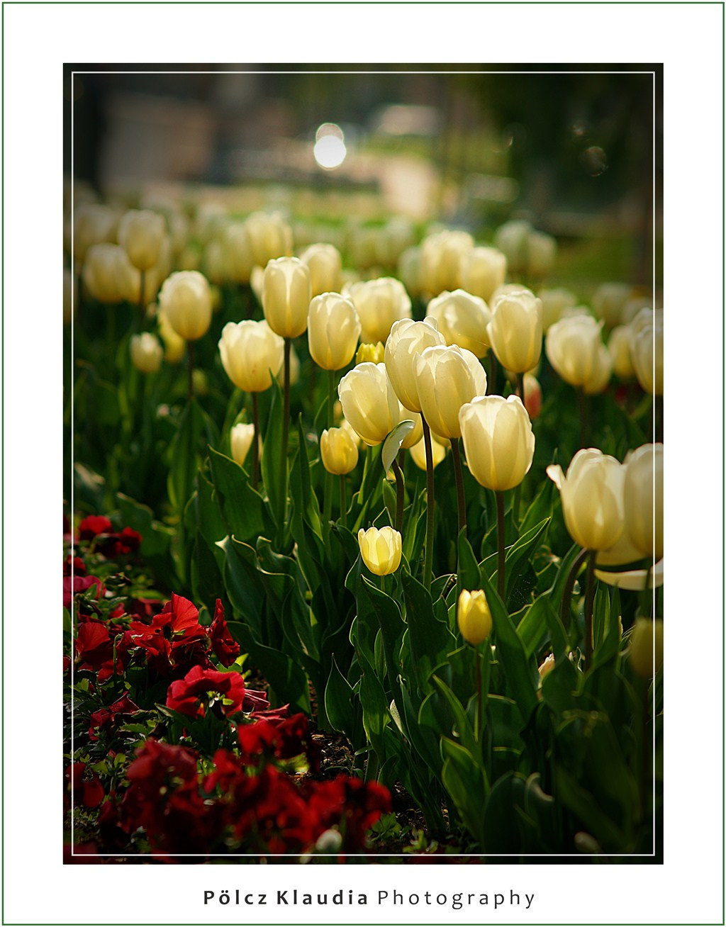 Tavaszváró tulipánok
