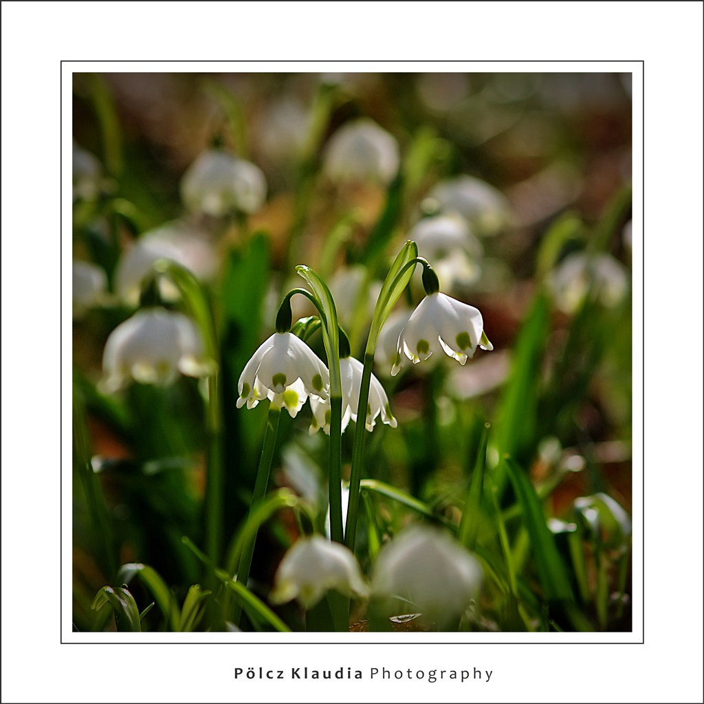 2011.03.15. Tavaszi tőzikék (6)