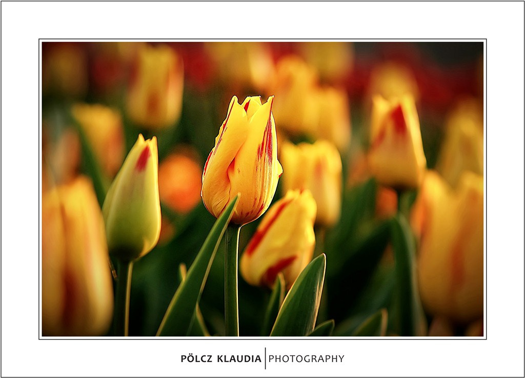 2011.04.16. tulipános (1)