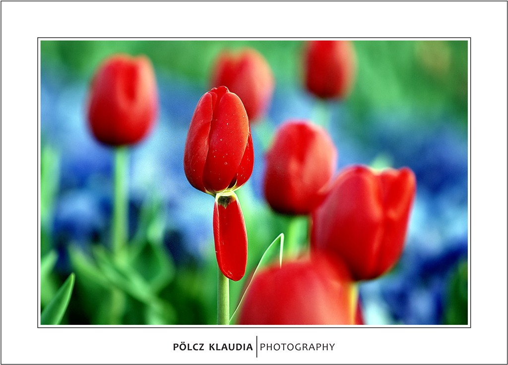 2011.04.16. tulipános (9)