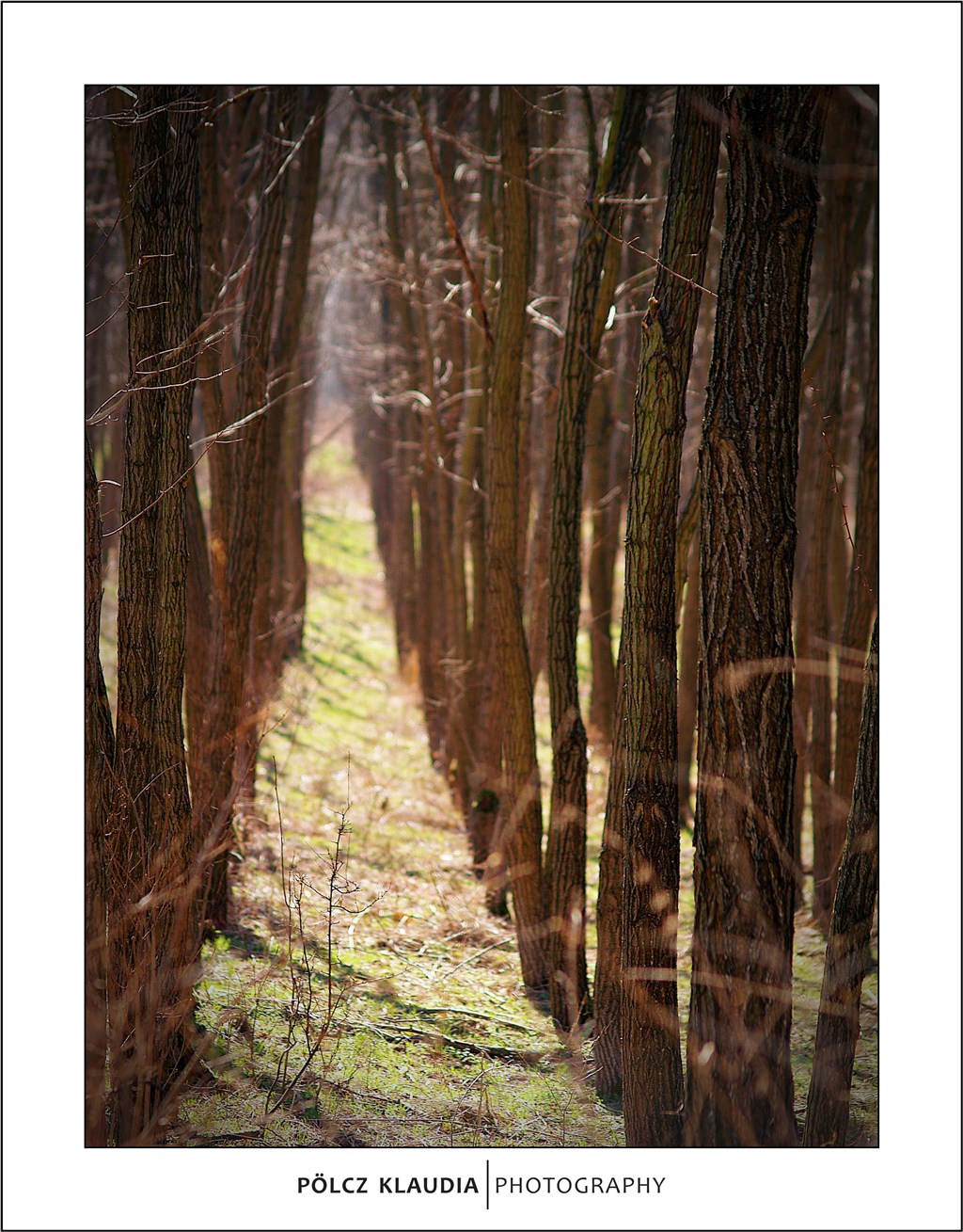 2012.03.15. erdő (6)