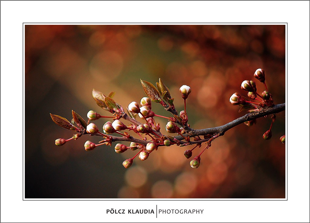 2012.03.22. virágzás kezdődik (3)