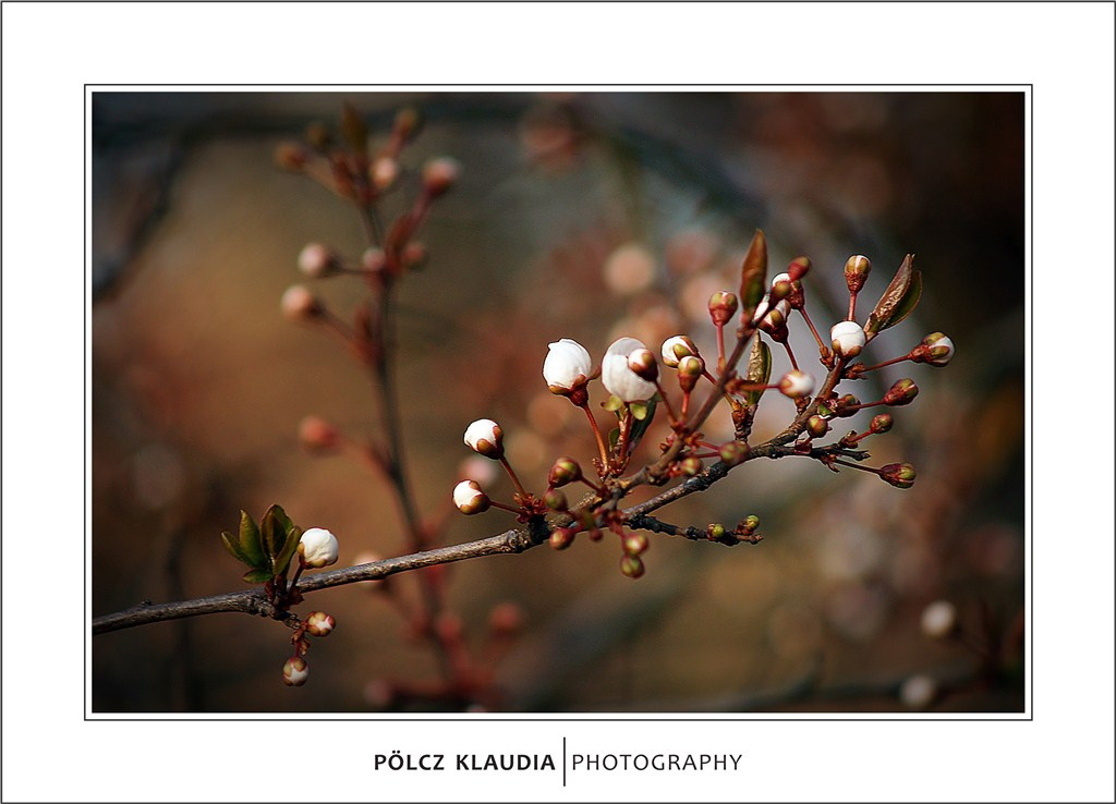 2012.03.22. virágzás kezdődik (5)