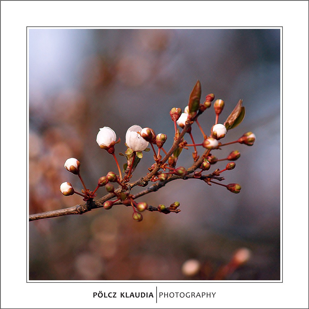 2012.03.22. virágzás kezdődik (4)