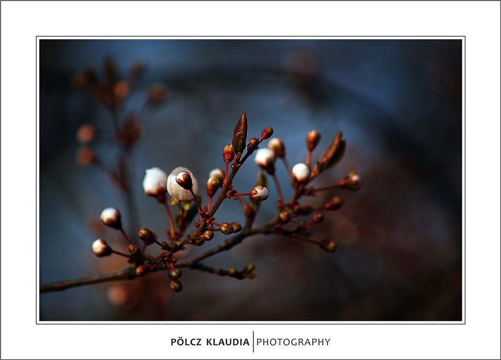 2012.03.22. virágzás kezdődik (12)