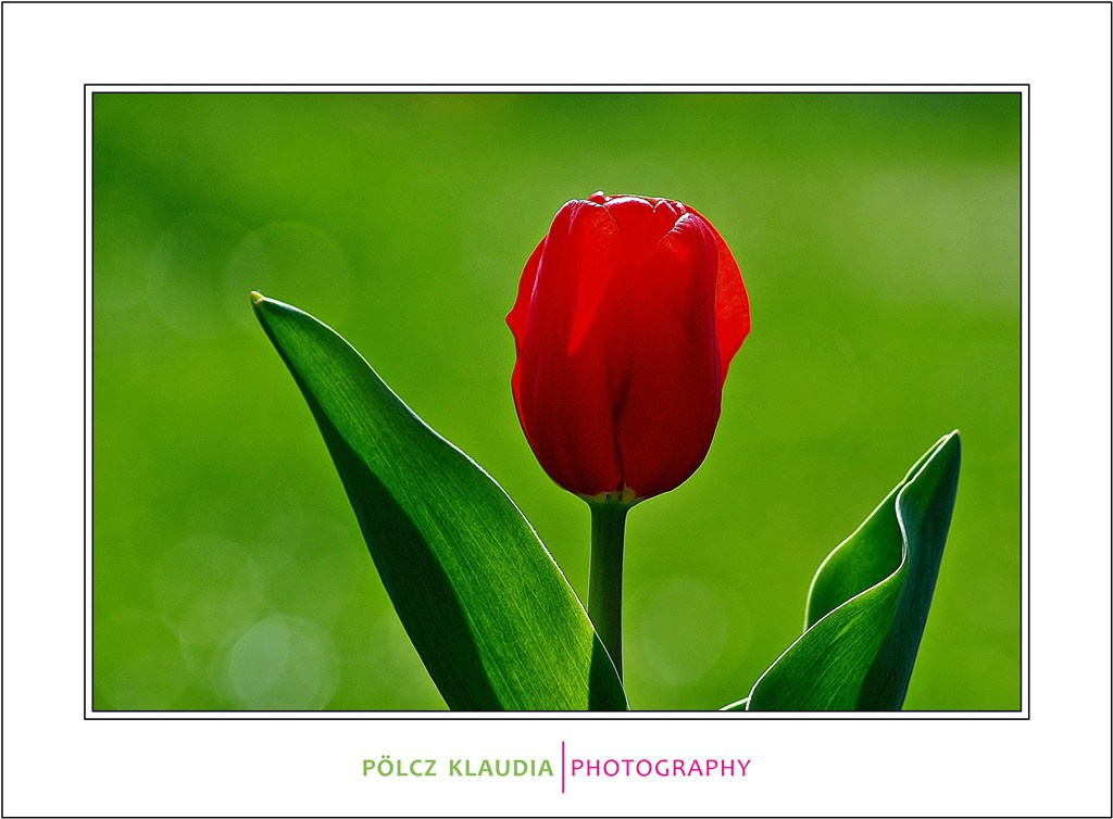 Piros tulipán a Deák téren