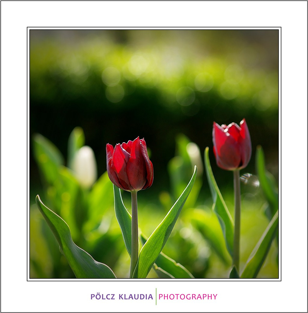 2012.04.10. tulipános (5)