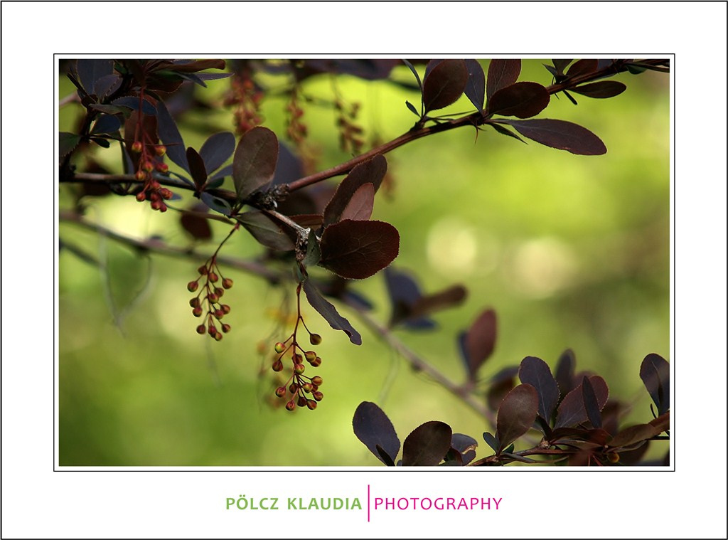 Imádom a tavaszt ! - A Soproni Rehabilitációs Gyógyintézet kertj