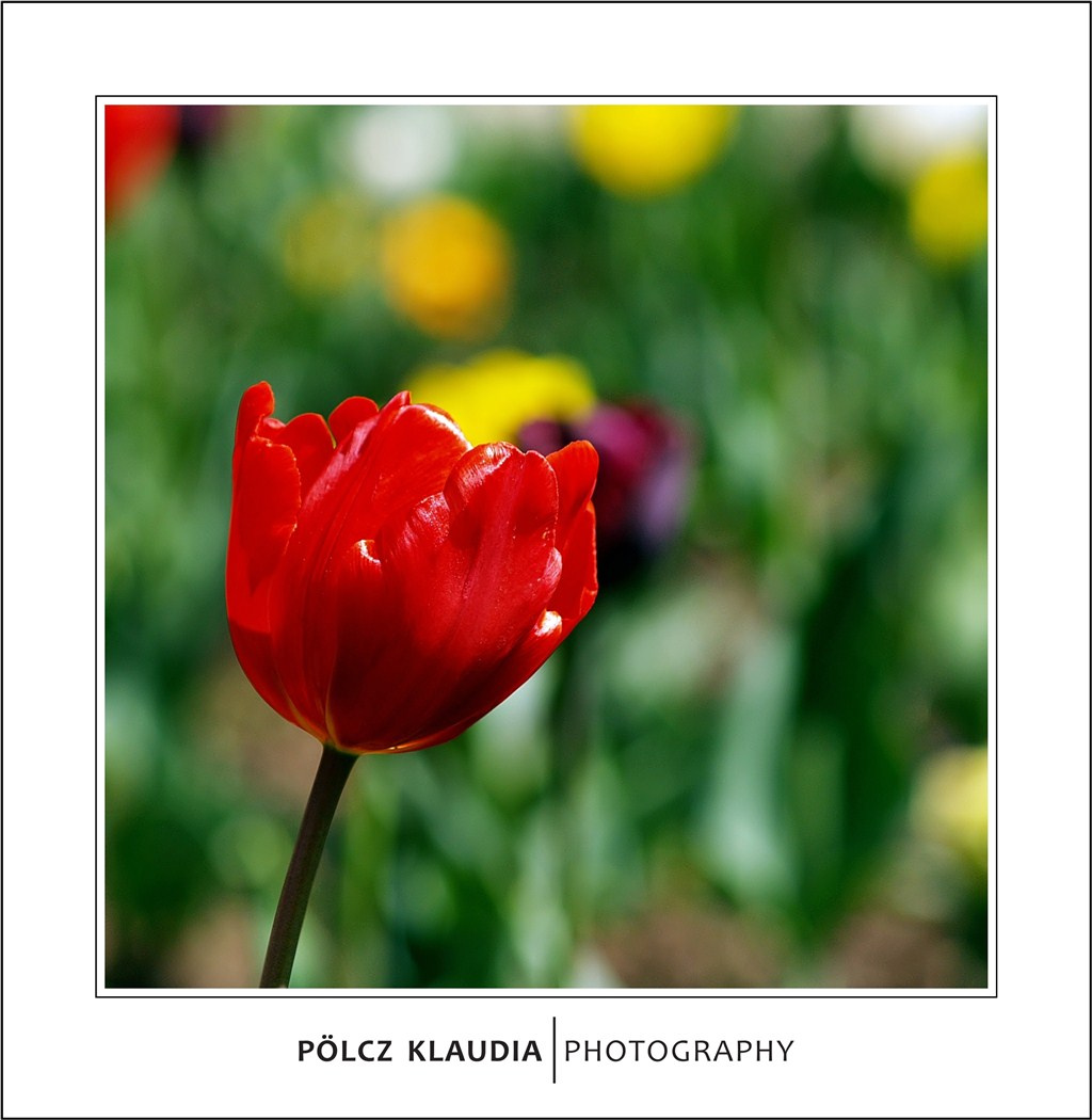 2012.04.25. tulipános (9)